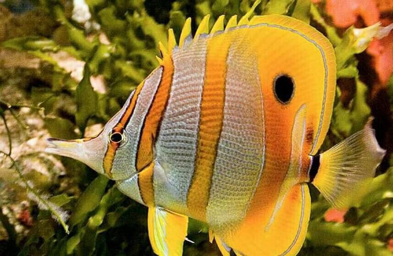 火箭魚能養(yǎng)多大的魚：三間火箭魚飼養(yǎng)全攻略