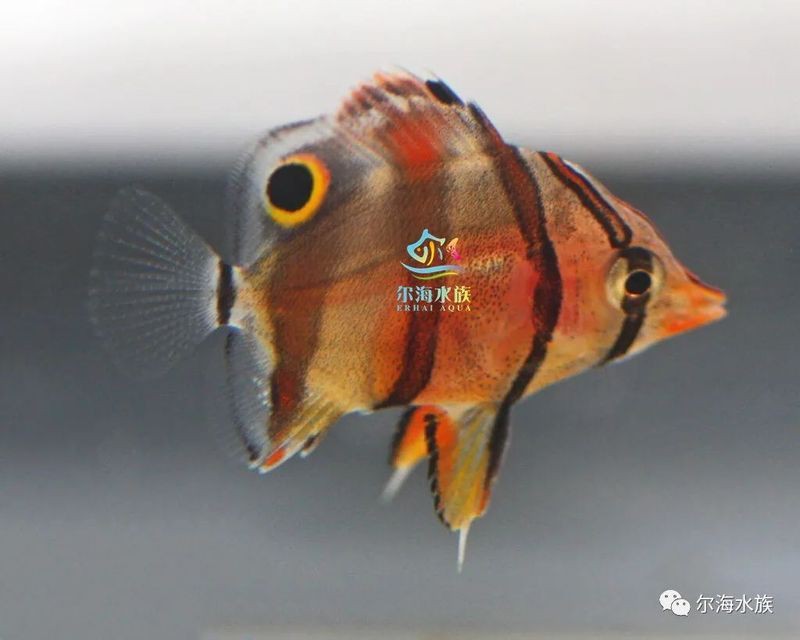火箭魚能養(yǎng)多大的魚：三間火箭魚飼養(yǎng)全攻略