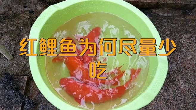 開市紅魚為何要盡量少吃：開市紅魚為何少吃