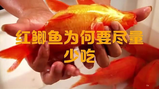 開市紅魚為何要盡量少吃：開市紅魚為何少吃