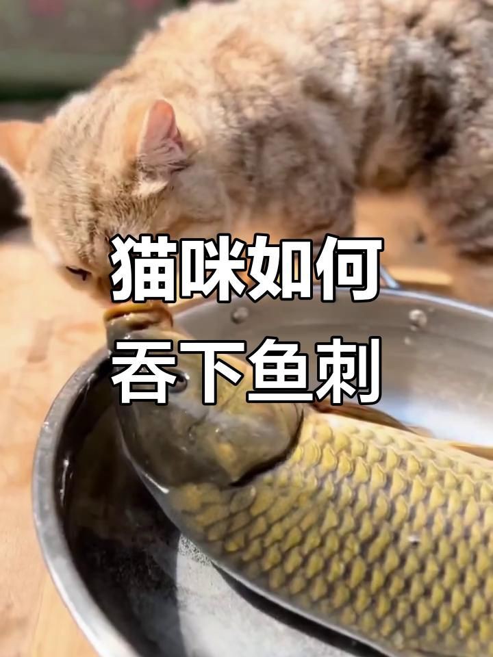 貓吃魚為什么不怕刺：貓吃魚為什么不怕魚刺 貓吃魚為什么不怕刺：貓吃魚為什么不怕魚刺 龍魚百科 第4張