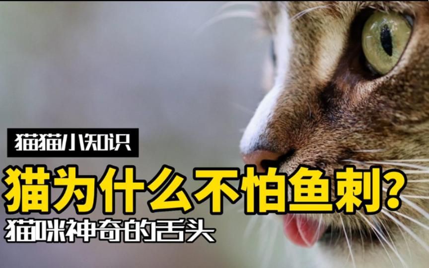 貓吃魚為什么不怕刺：貓吃魚為什么不怕魚刺 貓吃魚為什么不怕刺：貓吃魚為什么不怕魚刺 龍魚百科 第1張