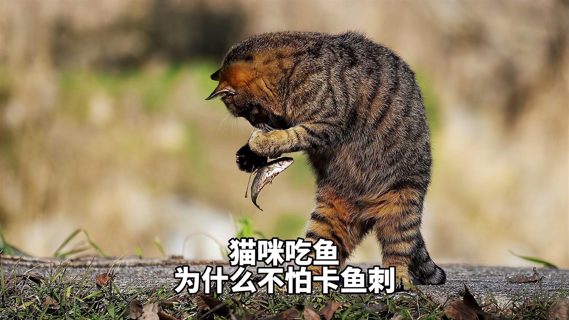 貓吃魚為什么不怕刺：貓吃魚為什么不怕魚刺 貓吃魚為什么不怕刺：貓吃魚為什么不怕魚刺 龍魚百科 第7張