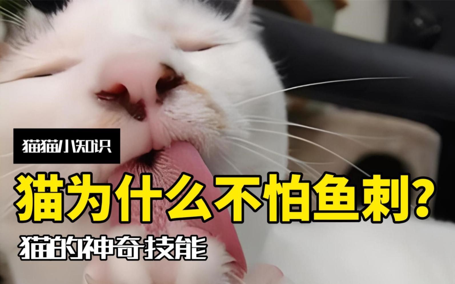 貓吃魚為什么不怕刺：貓吃魚為什么不怕魚刺 貓吃魚為什么不怕刺：貓吃魚為什么不怕魚刺 龍魚百科 第2張