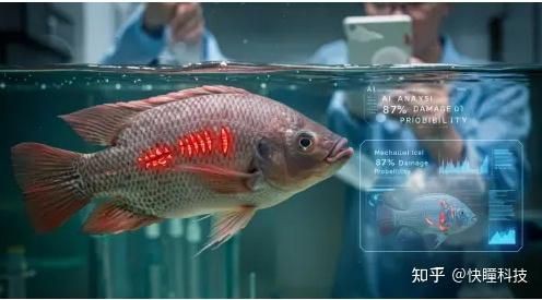 如何判斷龍魚打架的傷勢程度？：龍魚打架受傷怎么辦