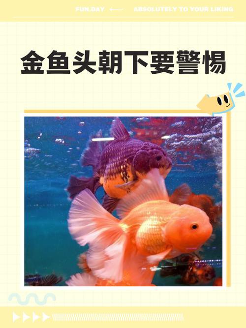 上供魚頭朝向正確圖：上供時魚頭朝向的禮儀規范