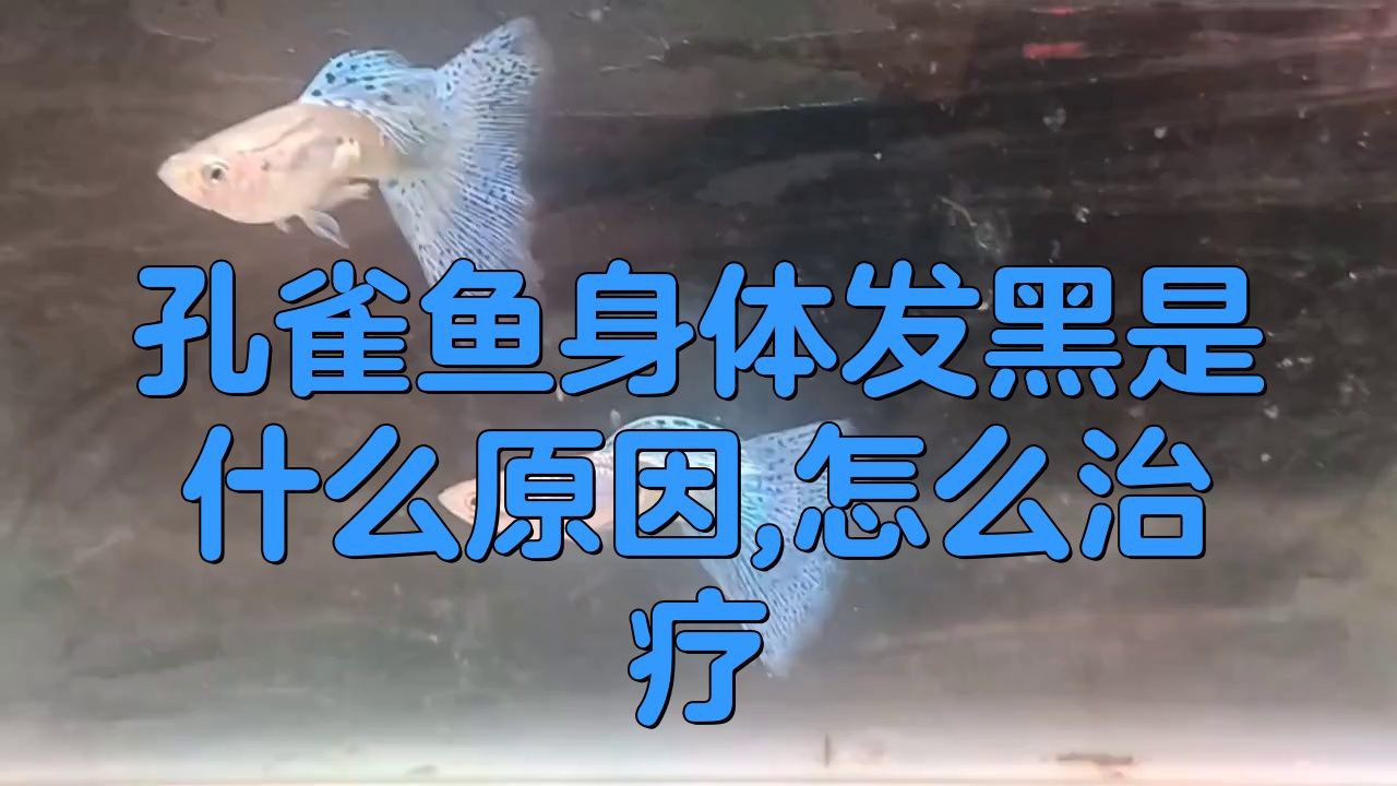 孔雀魚下半截發黑要警惕四種病：孔雀魚下半截發黑可能是以下四種疾病的信號