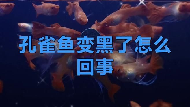 孔雀魚下半截發黑要警惕四種病：孔雀魚下半截發黑可能是以下四種疾病的信號