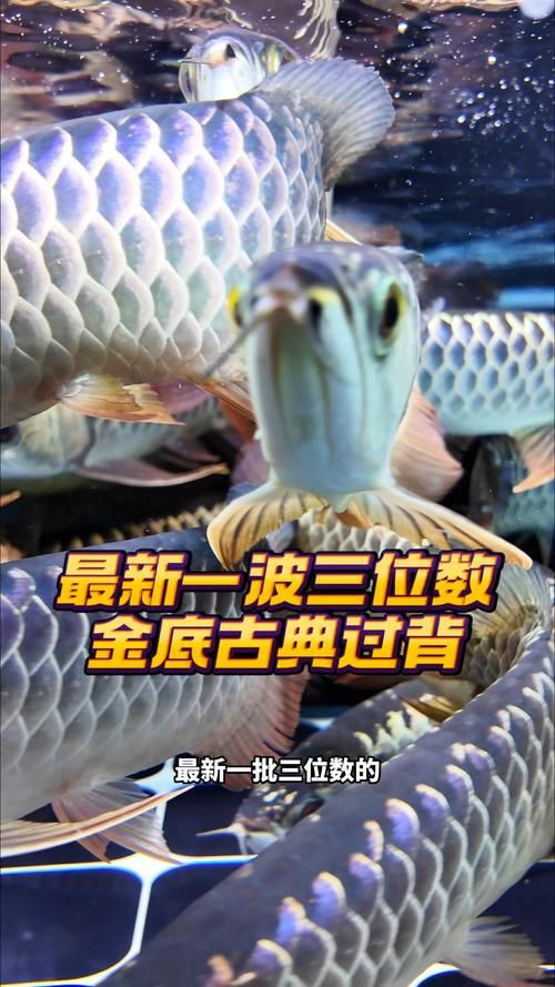 推薦幾款古典過背金龍的圖片：關于古典過背金龍的精選圖集及特征解析及挑選技巧