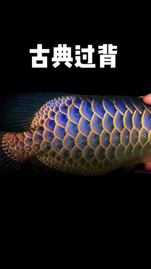 推薦幾款古典過背金龍的圖片：關于古典過背金龍的精選圖集及特征解析及挑選技巧