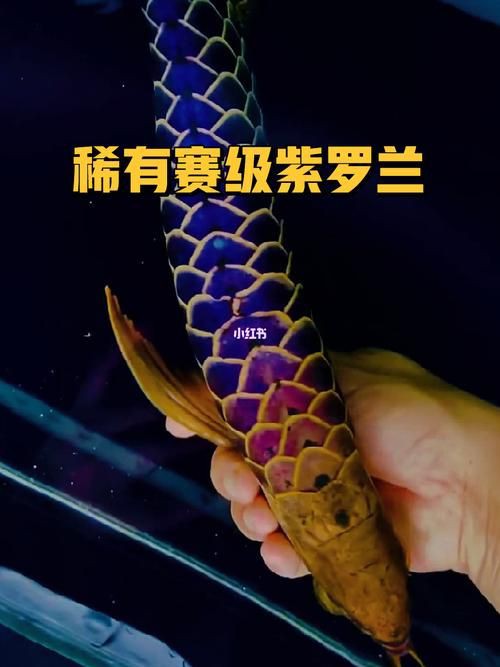 推薦幾款古典過背金龍的圖片：關于古典過背金龍的精選圖集及特征解析及挑選技巧