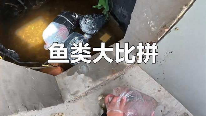 開箱淘汰魚撿漏：嗶哩嗶哩今天買了五百塊的淘汰魚，真是撿了個大漏啦