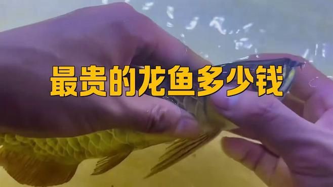 最貴的龍魚第一名：十大名貴龍魚排名