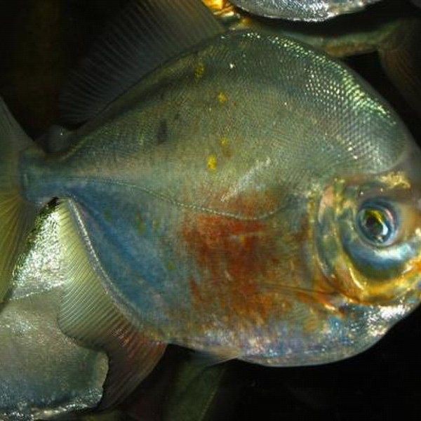 紅勾銀板魚好養(yǎng)活嗎：如何挑選健康的紅勾銀板魚