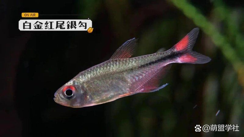 紅勾銀板魚好養(yǎng)活嗎：如何挑選健康的紅勾銀板魚