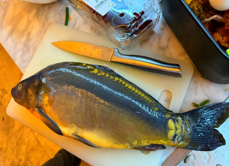 三道鱗魚市場多少錢一斤：2025年三道鱗魚價格現狀及影響因素分析