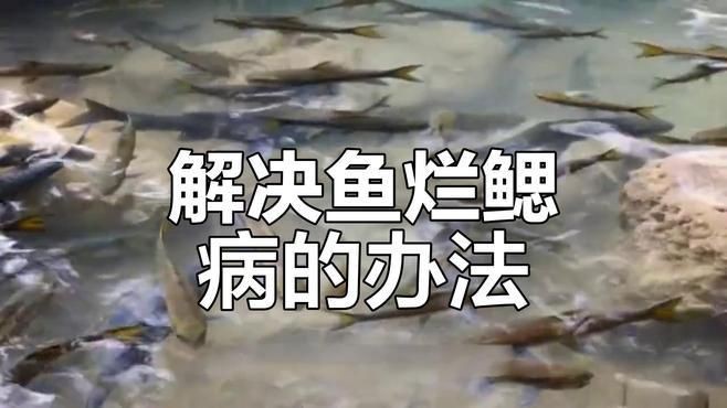 如何判斷龍魚鰓蓋腐爛是由什么引起的？：魚鰓爛了是什么病