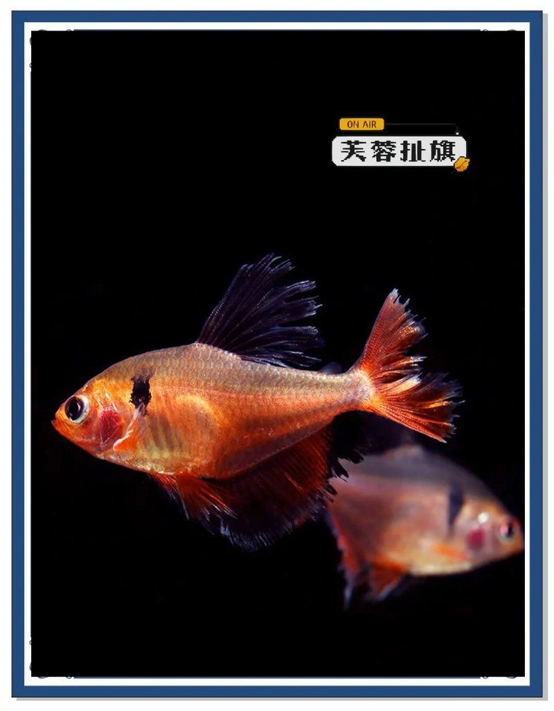 紅大勾扯旗魚最簡單做法：“紅大勾扯旗魚”的家常做法