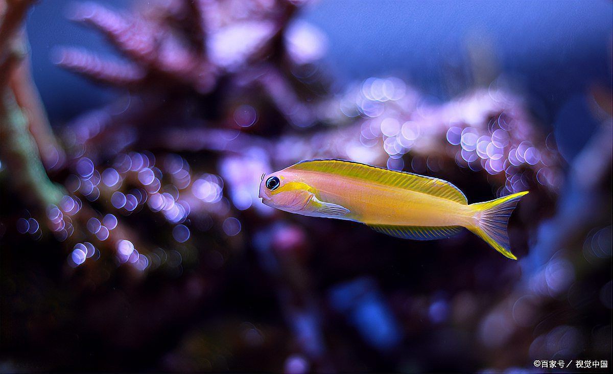 紅大勾扯旗魚最簡單做法：“紅大勾扯旗魚”的家常做法