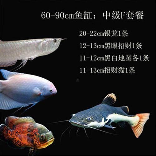 如何判斷紅眼招財魚是否健康？：判斷紅眼招財魚是否健康需綜合觀察其體表、行為及環(huán)境適應(yīng)能力