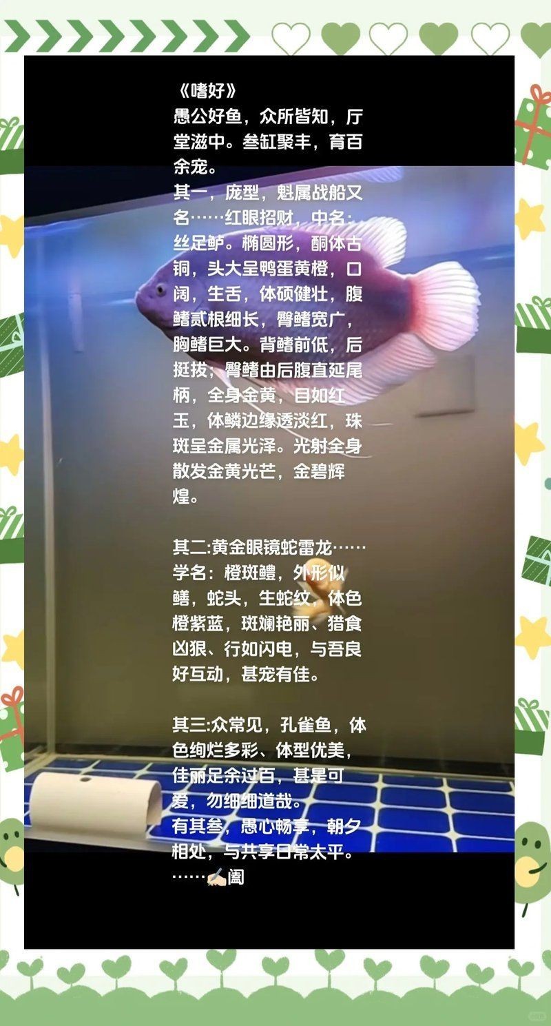 如何判斷紅眼招財魚是否健康？：判斷紅眼招財魚是否健康需綜合觀察其體表、行為及環(huán)境適應(yīng)能力