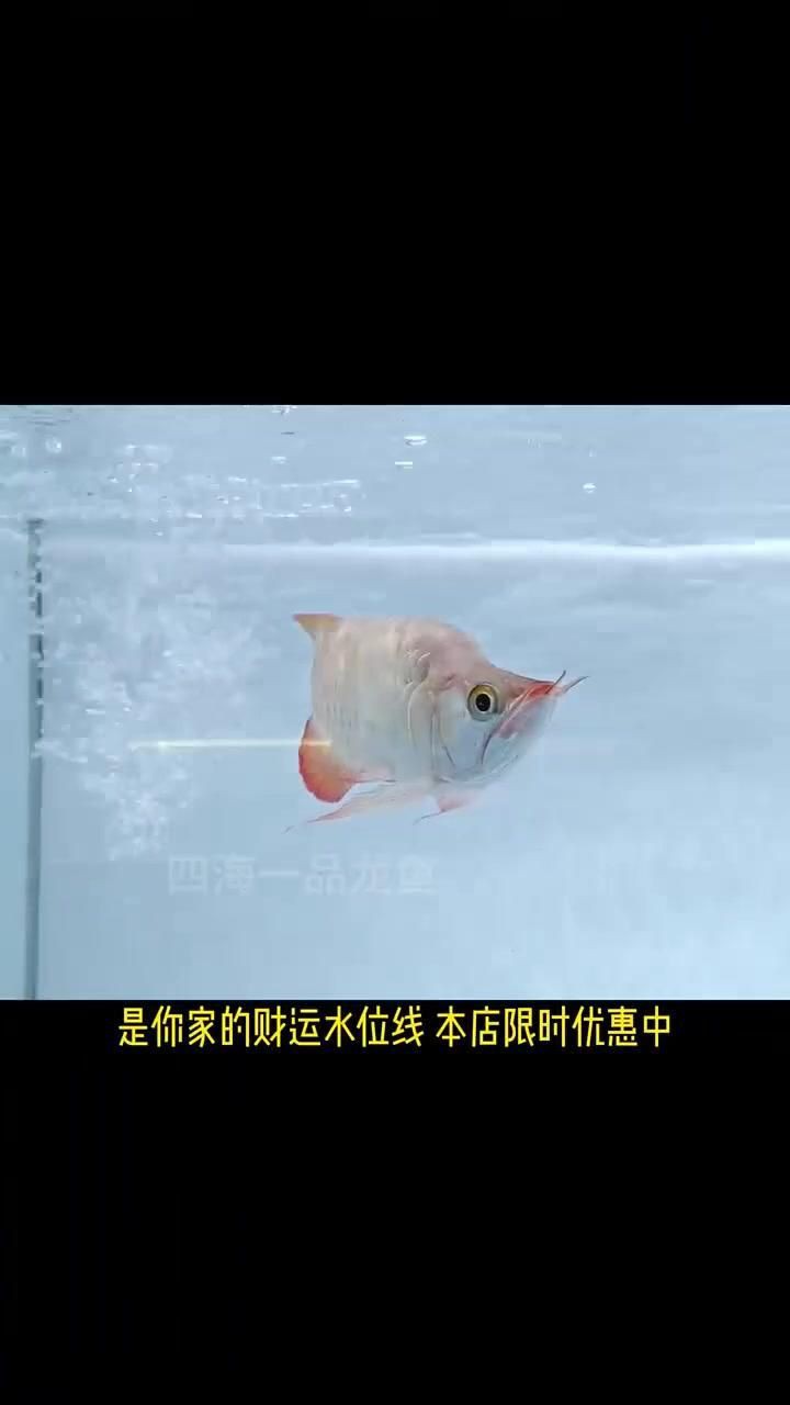 上海龍魚店：上海龍魚相關商業機構的綜合信息整理_大眾點評