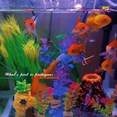 上海龍魚店：上海龍魚相關商業機構的綜合信息整理_大眾點評
