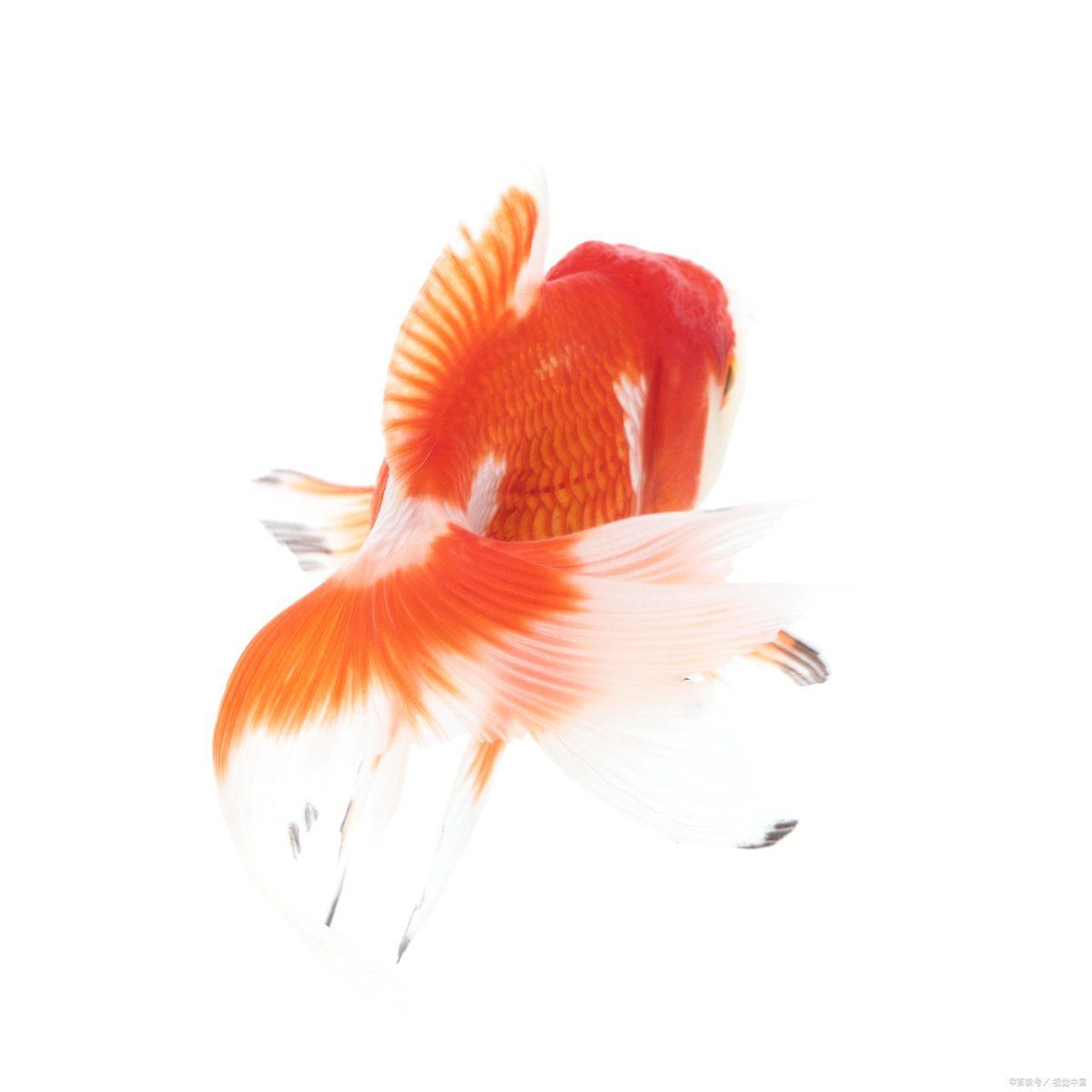 有哪些品種的金魚能長到20厘米：家庭養(yǎng)魚生長指南全解析