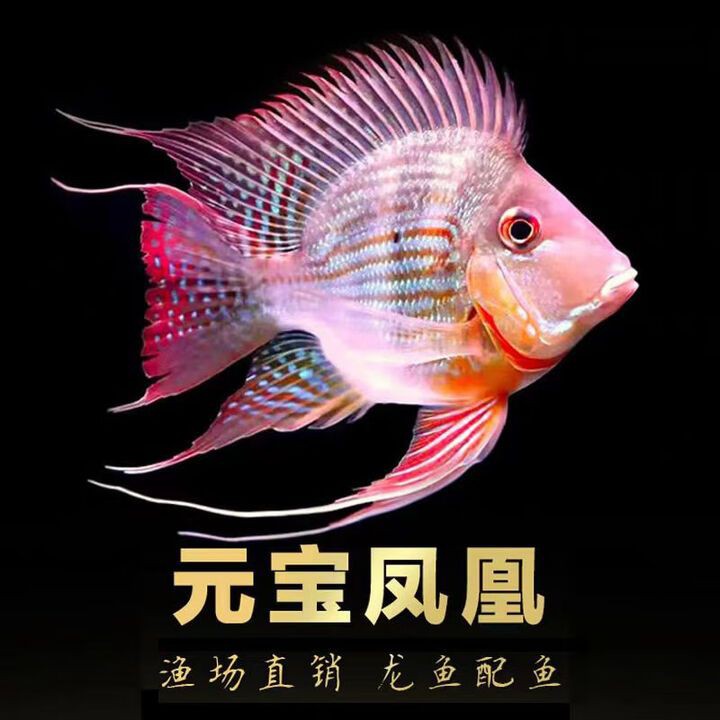 元寶龍魚店：元寶山區(qū)尚鳳龍魚水族館 元寶龍魚店：元寶山區(qū)尚鳳龍魚水族館 全國水族館企業(yè)名錄 第4張