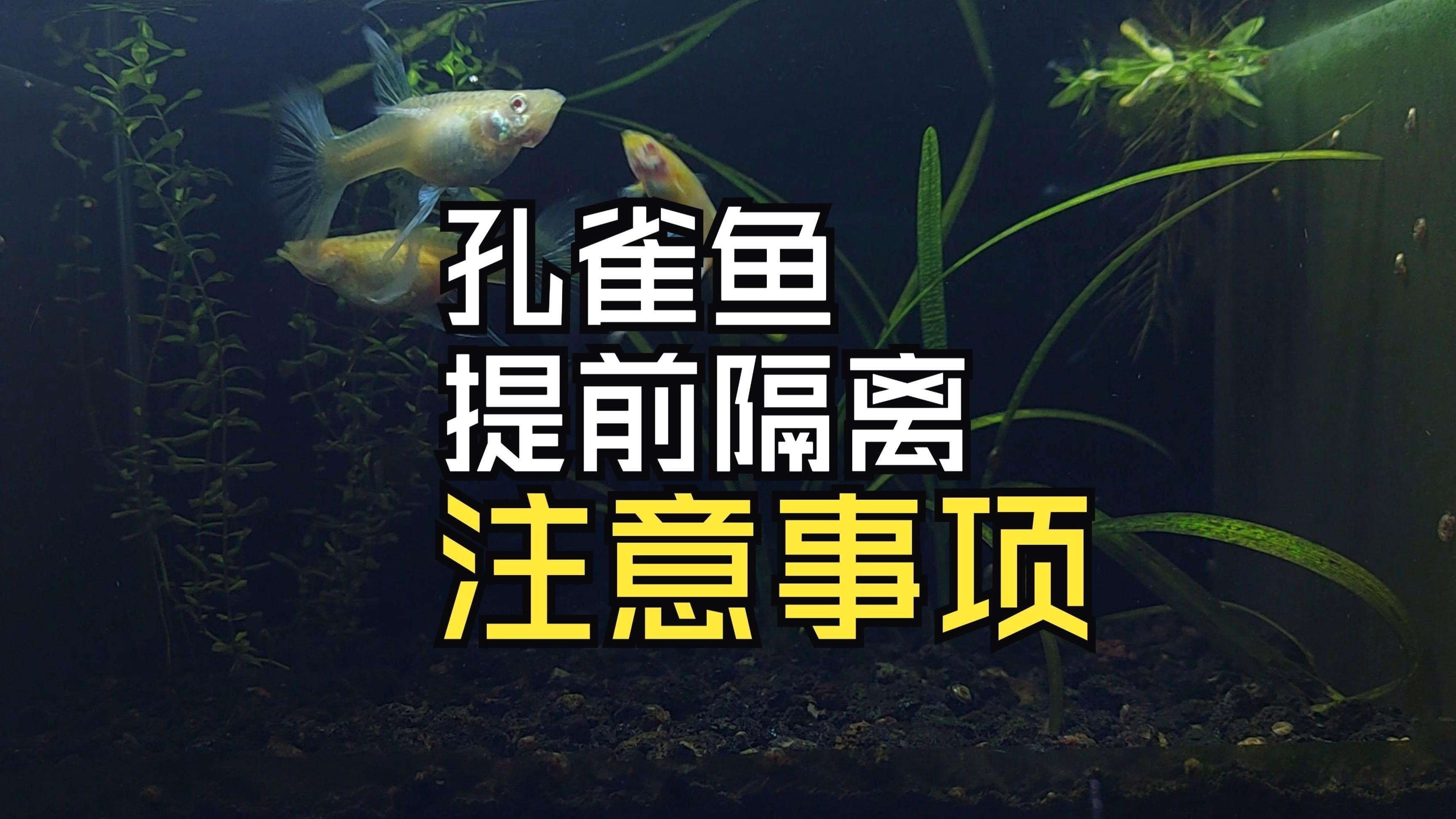 孔雀魚母魚隔離早了：孔雀魚母魚過早隔離好嗎