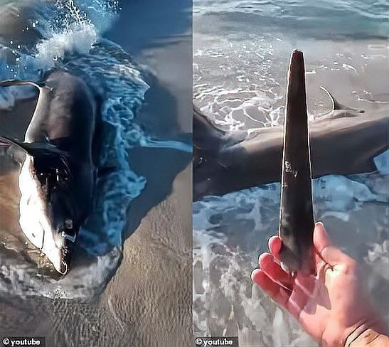劍魚刺死大白鯊：劍魚刺殺大白鯊的原因