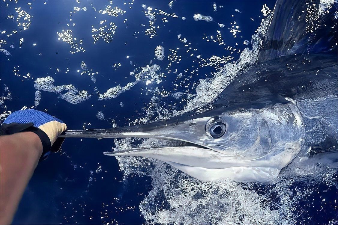 劍魚刺死大白鯊：劍魚刺殺大白鯊的原因