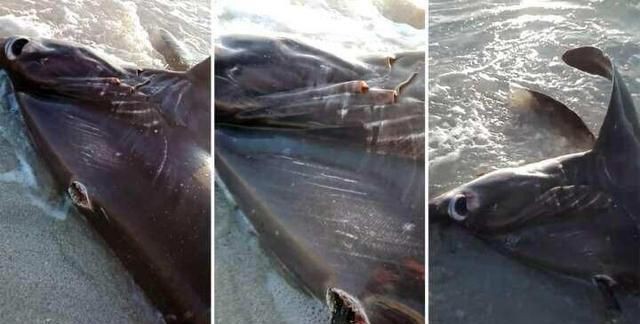 劍魚刺死大白鯊：劍魚刺殺大白鯊的原因