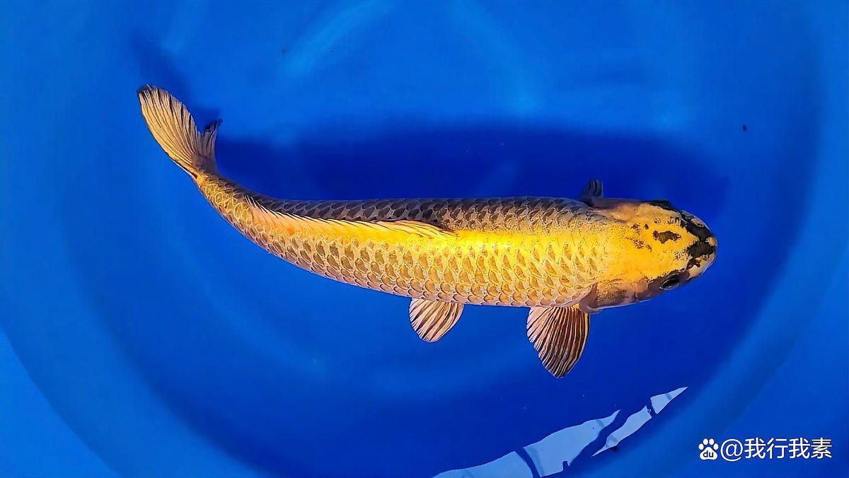 三色魚品種一覽表圖片：三色觀賞魚品種全覽