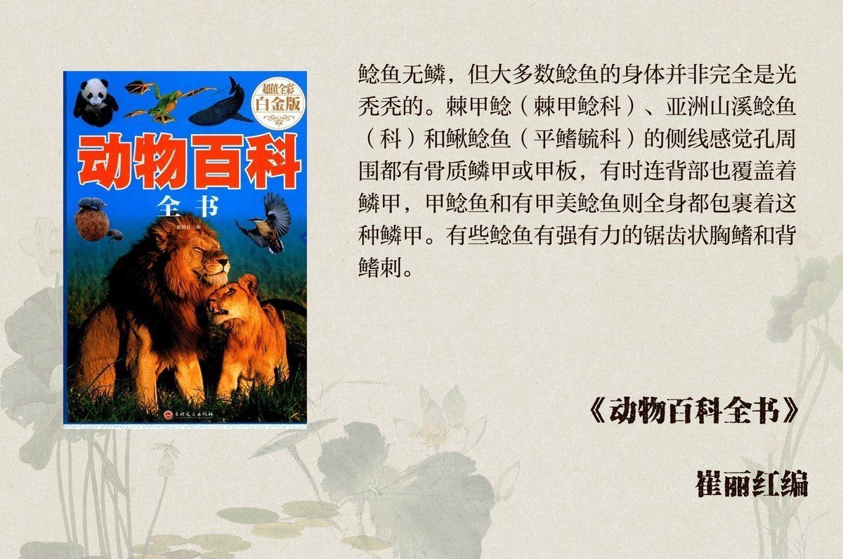 海鯰魚和鯰魚的區(qū)別：海鯰魚和淡水鯰魚(sinensis，淡水鯰魚和淡水鯰魚