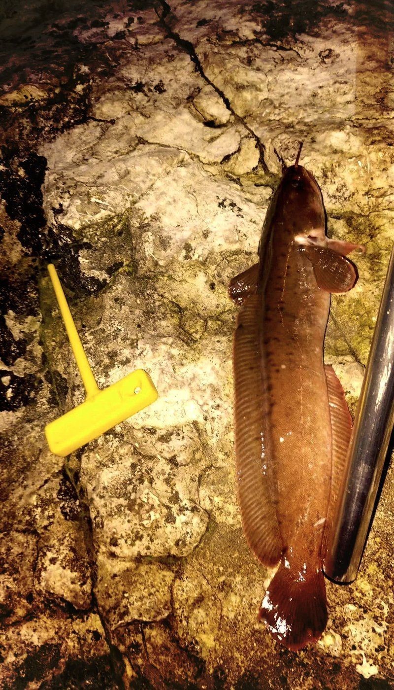 海鯰魚和鯰魚的區(qū)別：海鯰魚和淡水鯰魚(sinensis，淡水鯰魚和淡水鯰魚