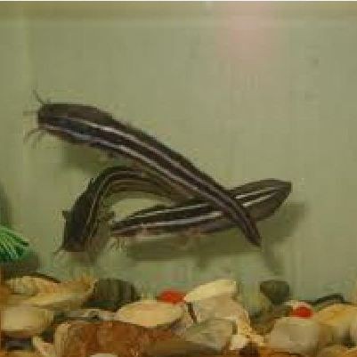 海鯰魚和鯰魚的區(qū)別：海鯰魚和淡水鯰魚(sinensis，淡水鯰魚和淡水鯰魚