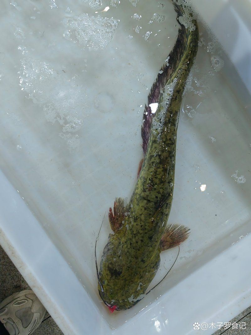 海鯰魚和鯰魚的區(qū)別：海鯰魚和淡水鯰魚(sinensis，淡水鯰魚和淡水鯰魚