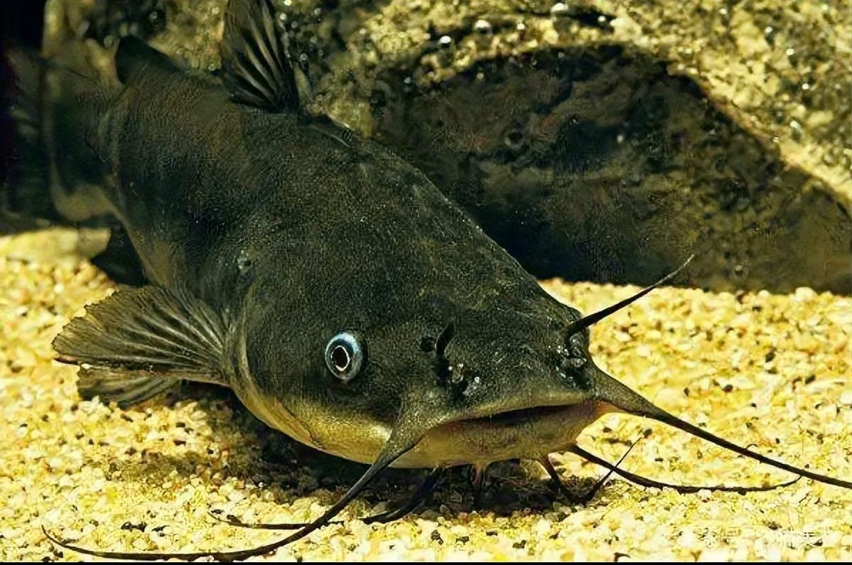 三大公認最臟的魚：三大公認最臟的十種魚你吃過其中的兩種你可能吃過