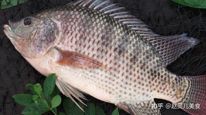 三大公認最臟的魚：三大公認最臟的十種魚你吃過其中的兩種你可能吃過