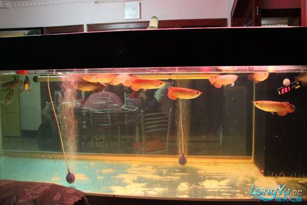 1.2米60寬的魚缸可以養紅龍嗎：1.2米×60厘米寬魚缸飼養紅龍魚可行性分析