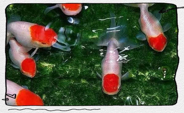 紅頭金魚好養嗎：如何判斷紅頭金魚壽命有多長