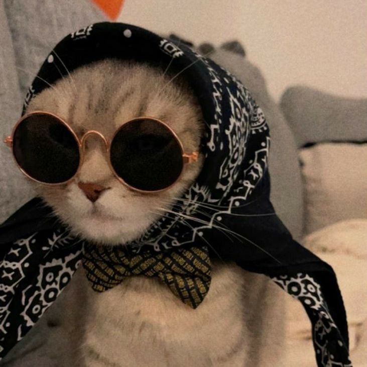 紅頭金魚好養嗎：如何判斷紅頭金魚壽命有多長