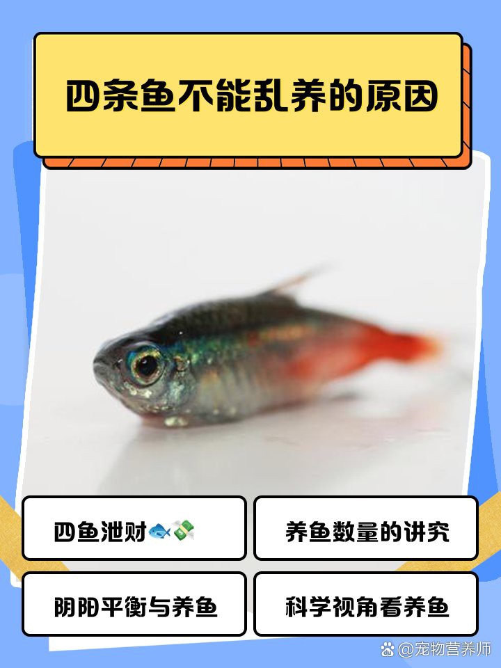 4條龍魚風水： 4條龍魚風水：\