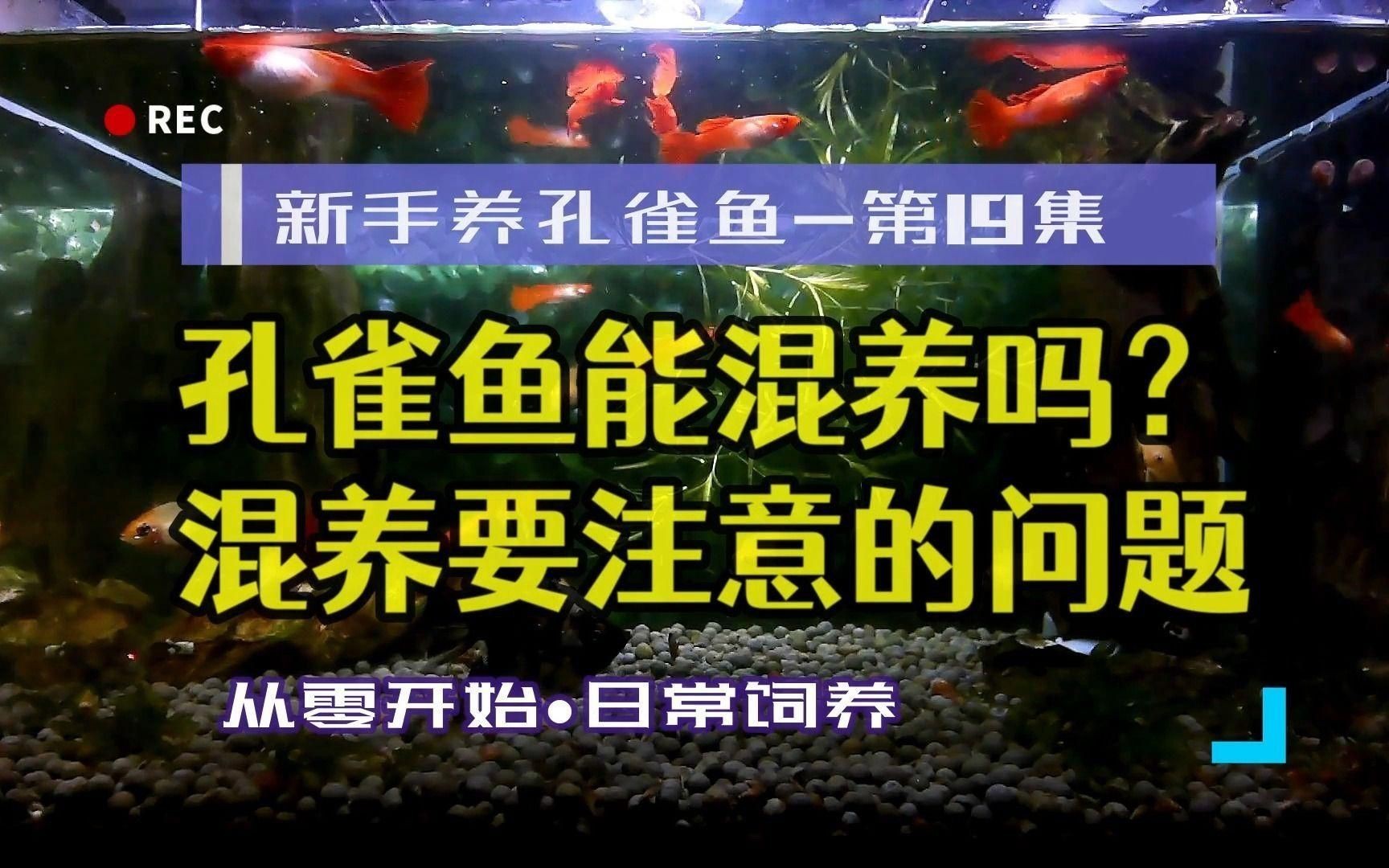 孔雀魚(yú)適合和哪些魚(yú)混養(yǎng)?:孔雀魚(yú)適合與什么類(lèi)型的魚(yú)混養(yǎng)和什么魚(yú)混養(yǎng)要注意習(xí)性和管理細(xì)節(jié) 龍魚(yú)百科 第7張 孔雀魚(yú)適合和哪些魚(yú)混養(yǎng)?:孔雀魚(yú)適合與什么類(lèi)型的魚(yú)混養(yǎng)和什么魚(yú)混養(yǎng)要注意習(xí)性和管理細(xì)節(jié) 孔雀魚(yú)適合和哪些魚(yú)混養(yǎng)?:孔雀魚(yú)適合與什么類(lèi)型的魚(yú)混養(yǎng)和什么魚(yú)混養(yǎng)要注意習(xí)性和管理細(xì)節(jié) 龍魚(yú)百科 第7張