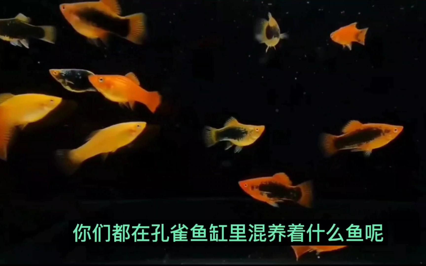 孔雀魚(yú)適合和哪些魚(yú)混養(yǎng)?:孔雀魚(yú)適合與什么類(lèi)型的魚(yú)混養(yǎng)和什么魚(yú)混養(yǎng)要注意習(xí)性和管理細(xì)節(jié) 龍魚(yú)百科 第1張 孔雀魚(yú)適合和哪些魚(yú)混養(yǎng)?:孔雀魚(yú)適合與什么類(lèi)型的魚(yú)混養(yǎng)和什么魚(yú)混養(yǎng)要注意習(xí)性和管理細(xì)節(jié) 孔雀魚(yú)適合和哪些魚(yú)混養(yǎng)?:孔雀魚(yú)適合與什么類(lèi)型的魚(yú)混養(yǎng)和什么魚(yú)混養(yǎng)要注意習(xí)性和管理細(xì)節(jié) 龍魚(yú)百科 第1張