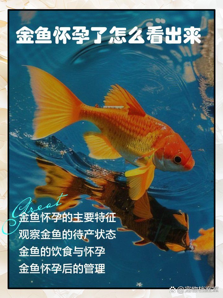 懷孕金魚需要特殊飼料嗎?:金魚懷孕了怎么辦 龍魚百科 第1張 懷孕金魚需要特殊飼料嗎?:金魚懷孕了怎么辦 懷孕金魚需要特殊飼料嗎?:金魚懷孕了怎么辦 龍魚百科 第1張