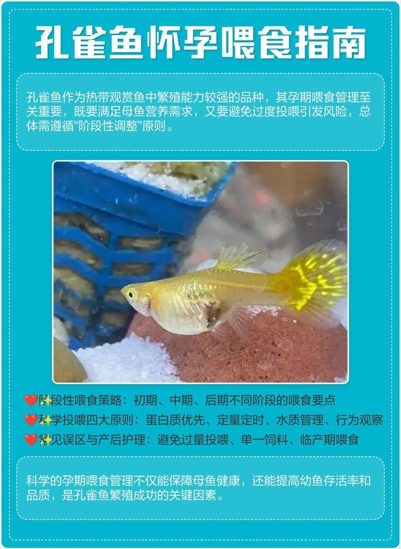 懷孕金魚需要特殊飼料嗎?:金魚懷孕了怎么辦 龍魚百科 第2張 懷孕金魚需要特殊飼料嗎?:金魚懷孕了怎么辦 懷孕金魚需要特殊飼料嗎?:金魚懷孕了怎么辦 龍魚百科 第2張