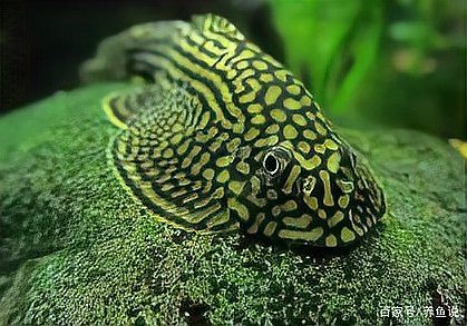 中國(guó)本土觀賞魚：華夏碧波間的精靈——