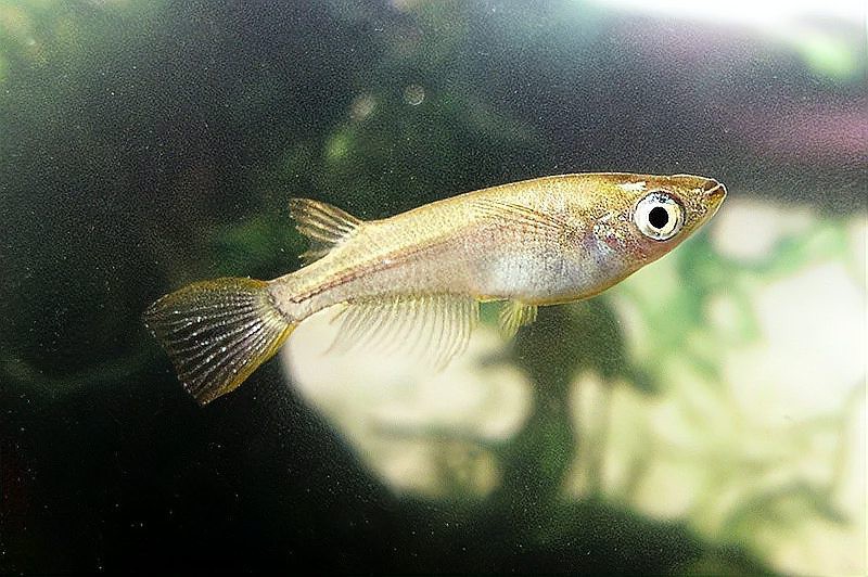 中國(guó)本土觀賞魚：華夏碧波間的精靈——